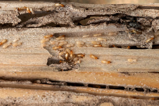 Pest Prevention Services in Geistown, PA