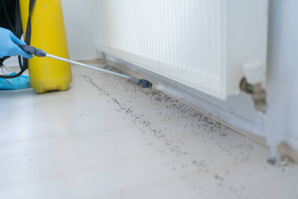 Best Best Pest Control Companies  in Geistown, PA